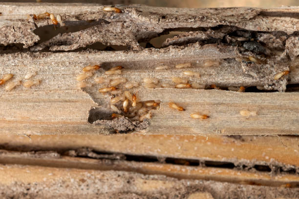 Insect Control in Ladson, SC